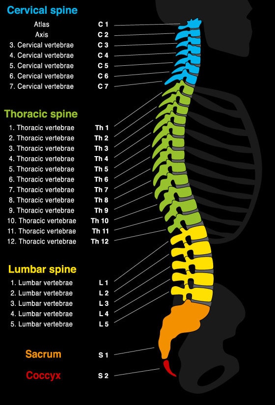 Image: Spinal cord injury lawyer discusses levels of spinal cord injuries identified by the United Spinal Association.by the 